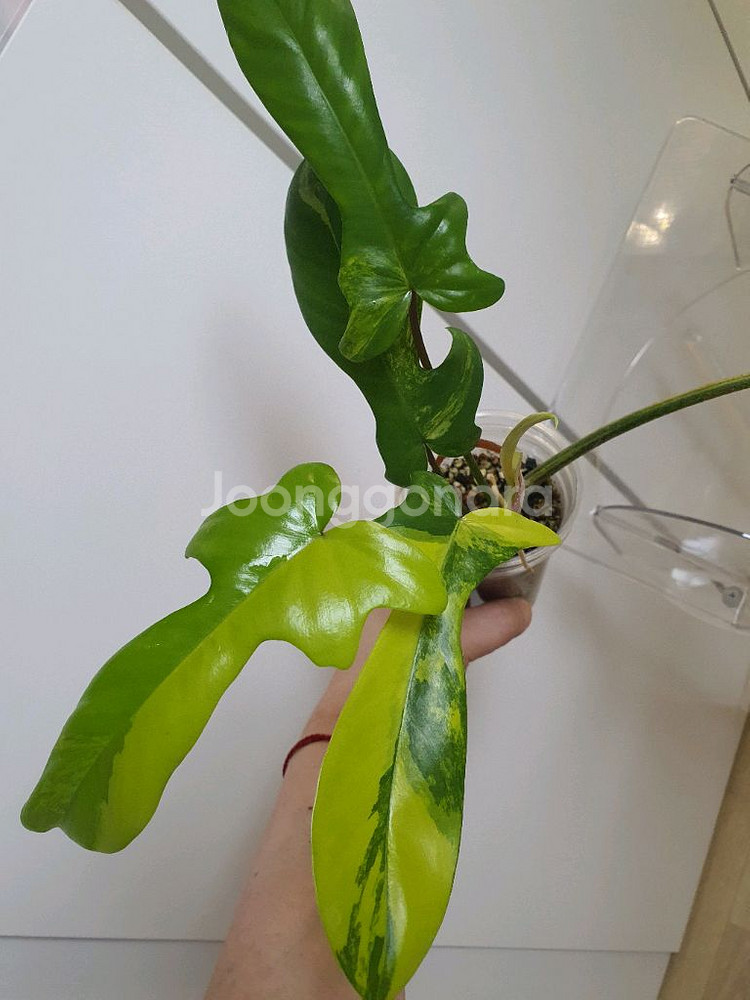 필로덴드론 플로리다뷰티 바리에가타--2