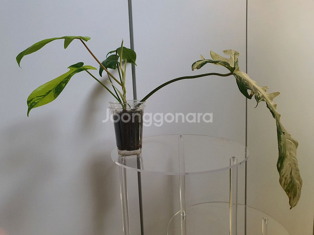 필로덴드론 플로리다뷰티 바리에가타--6