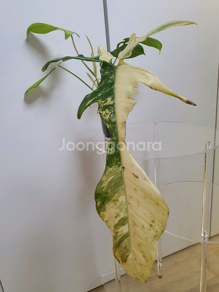 필로덴드론 플로리다뷰티 바리에가타--5