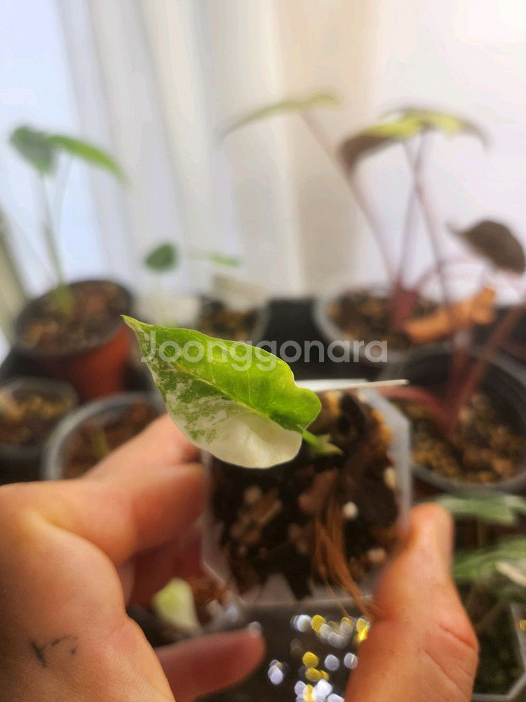 알로카시아 시누아타바리에가타--1