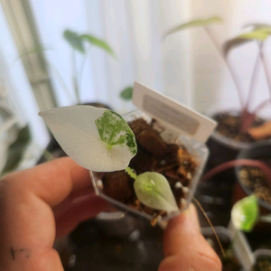 알로카시아 시누아타바리에가타