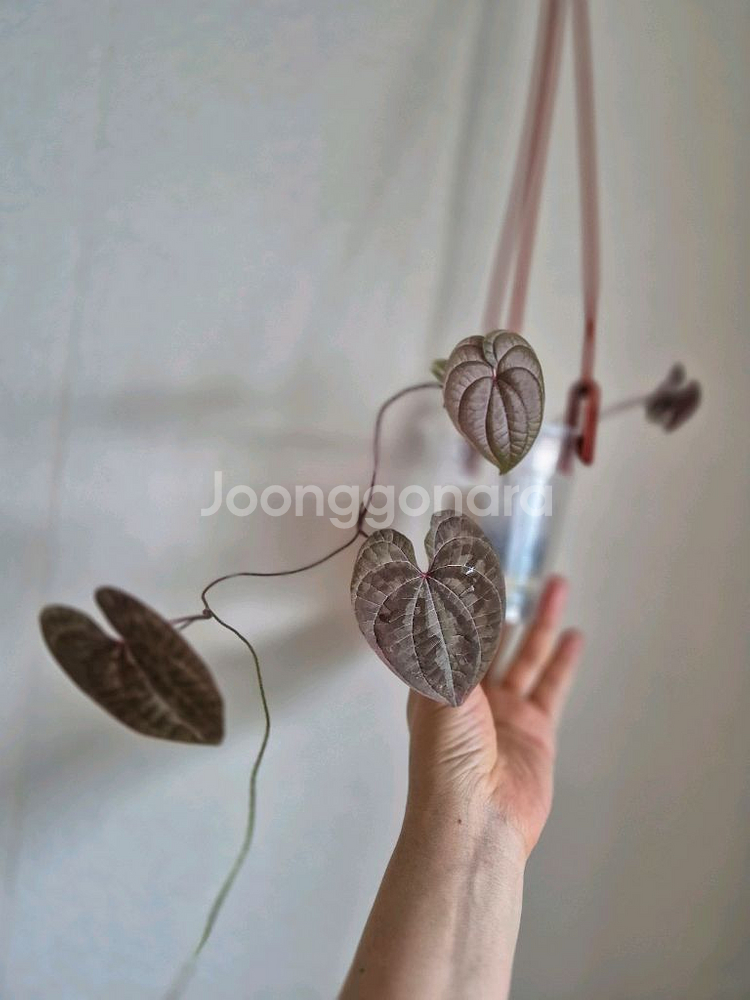 디스코레아 디스컬러--2
