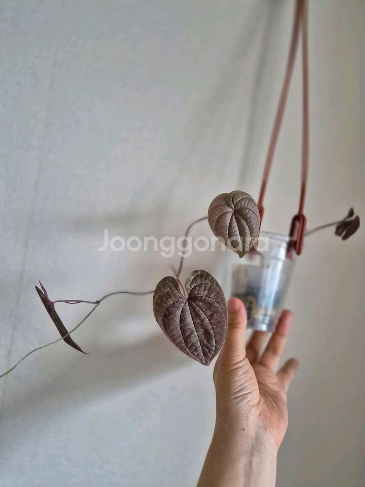 디스코레아 디스컬러--0