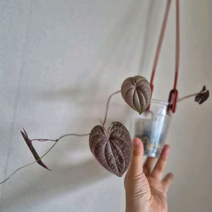 디스코레아 디스컬러