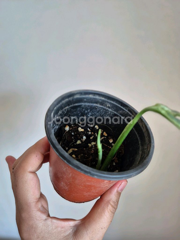 민트아단소니--3