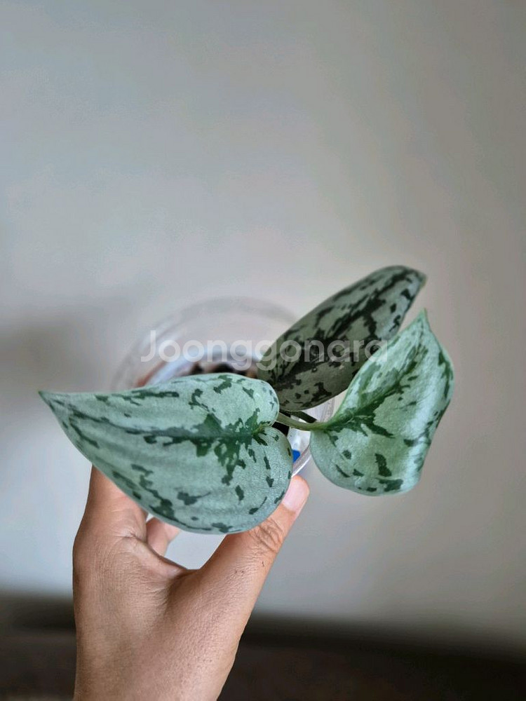 스킨답서스 실버레이디--3