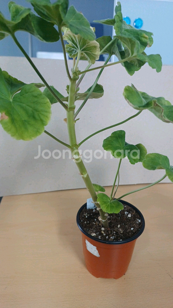 오로라오즈 한국제라늄--3