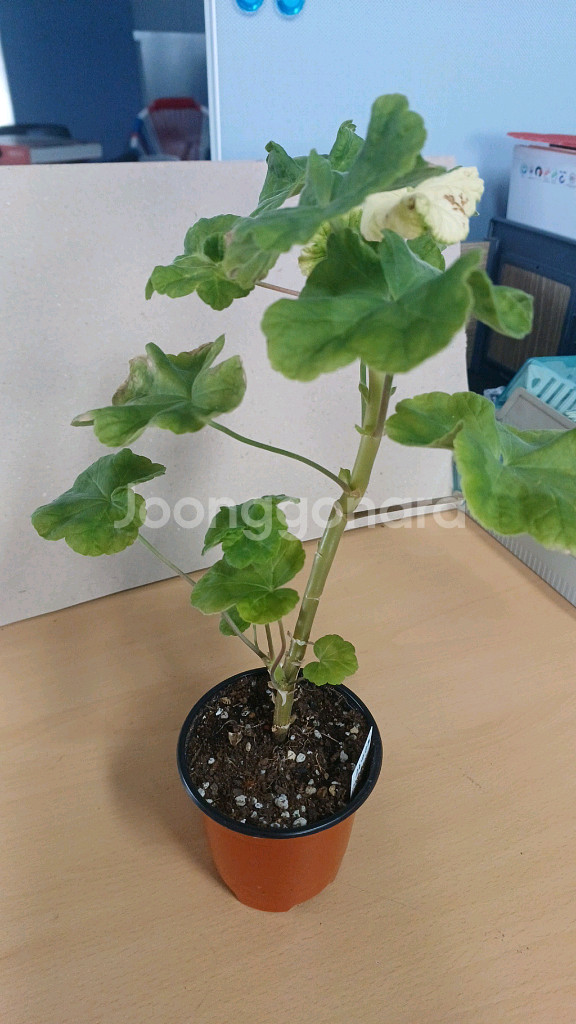 오로라오즈 한국제라늄--2