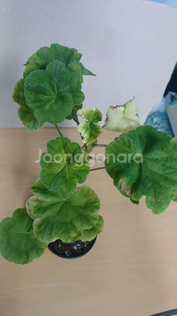 오로라오즈 한국제라늄--6