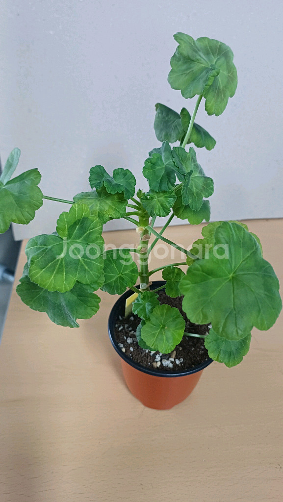 봄이블라썸 한국제라늄--0