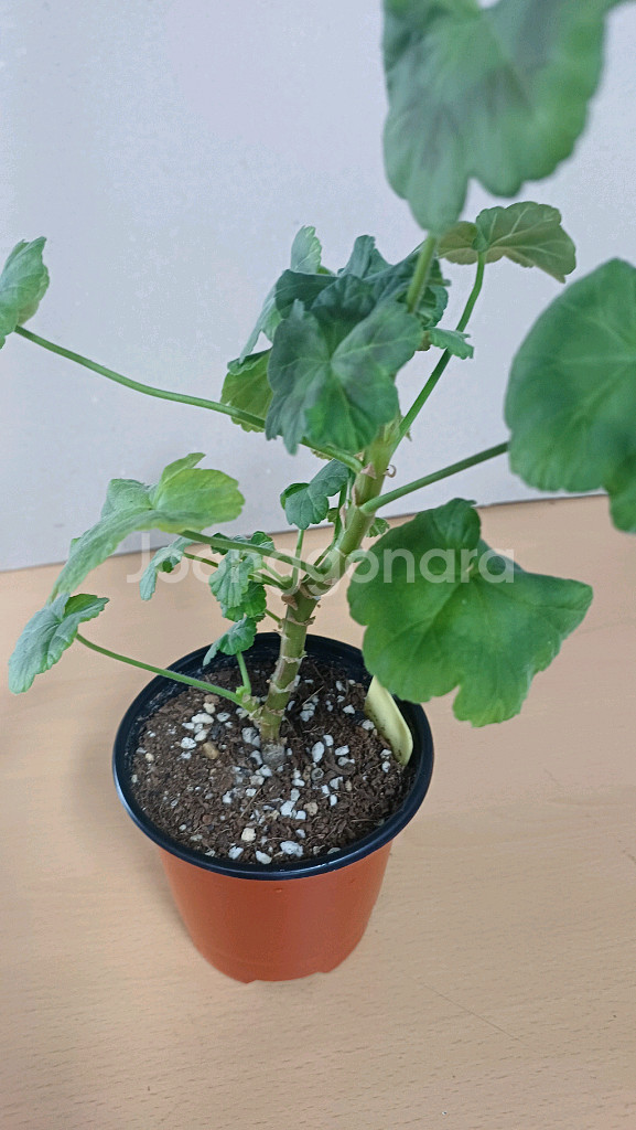 봄이블라썸 한국제라늄--1