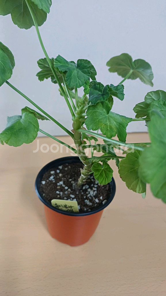 봄이블라썸 한국제라늄--2