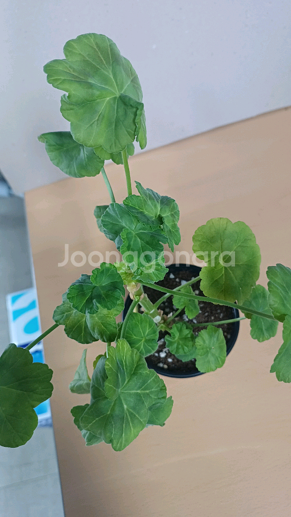 봄이블라썸 한국제라늄--3