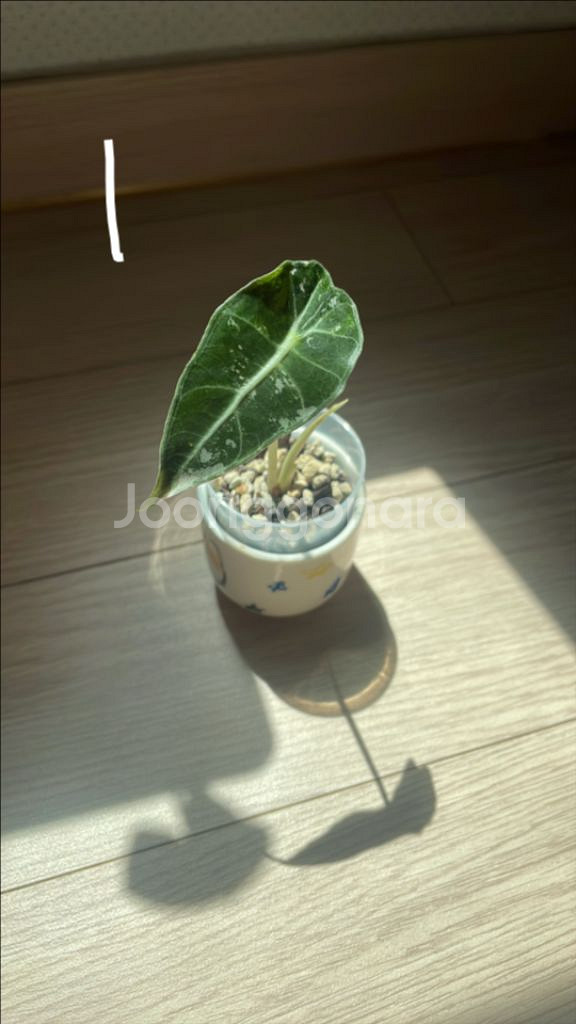 알로카시아 아마조니카 화이트핑크 거북이 바리에가타--0