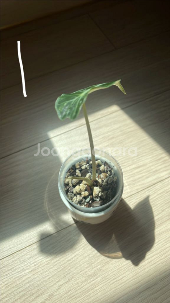 알로카시아 아마조니카 화이트핑크 거북이 바리에가타--1
