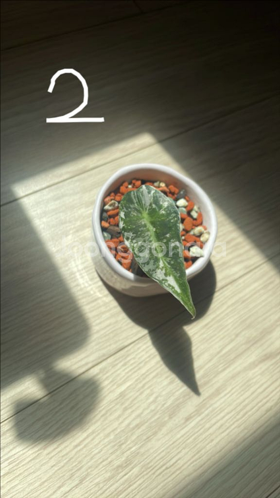 알로카시아 아마조니카 화이트핑크 거북이 바리에가타--2