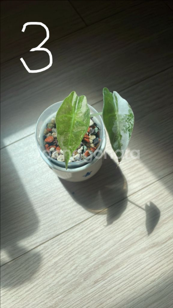 알로카시아 아마조니카 화이트핑크 거북이 바리에가타--3