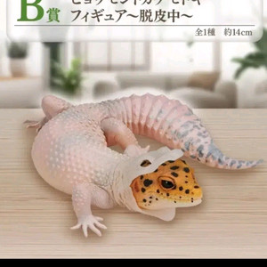 구매)) 파충류 제일복권 b상 구매합니다