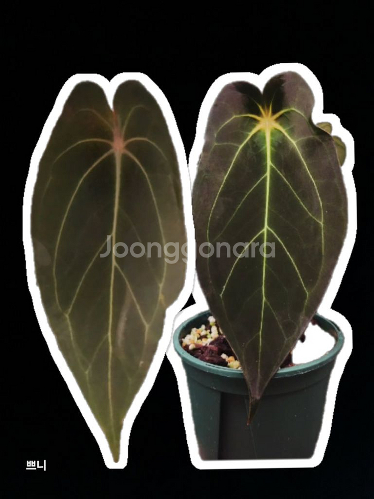 [특가]안스리움 벨벳마스크(랜덤)--0