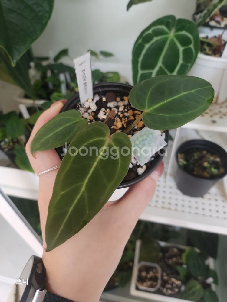 [특가]안스리움 벨벳마스크(랜덤)--1