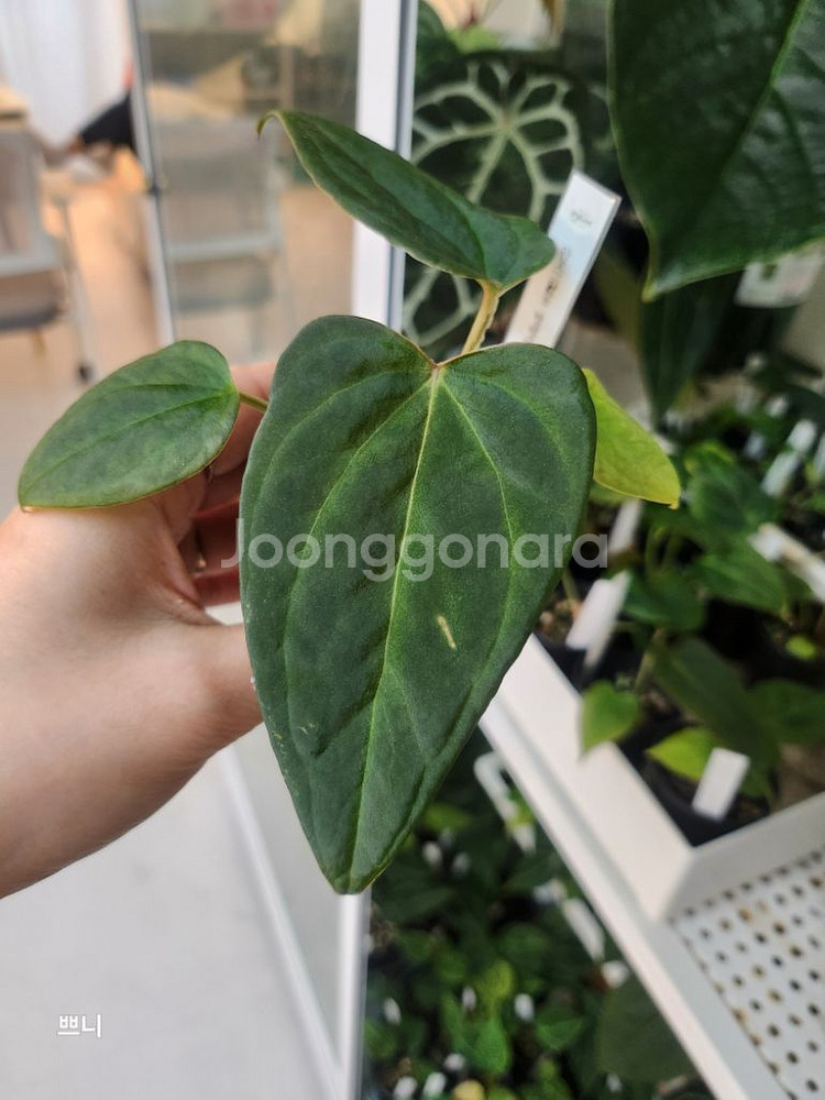 [특가]안스리움 벨벳마스크(랜덤)--2