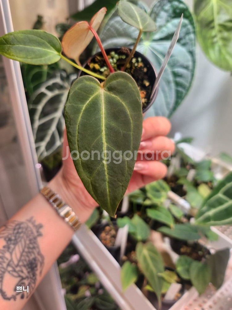 [특가]안스리움 벨벳마스크(랜덤)--3