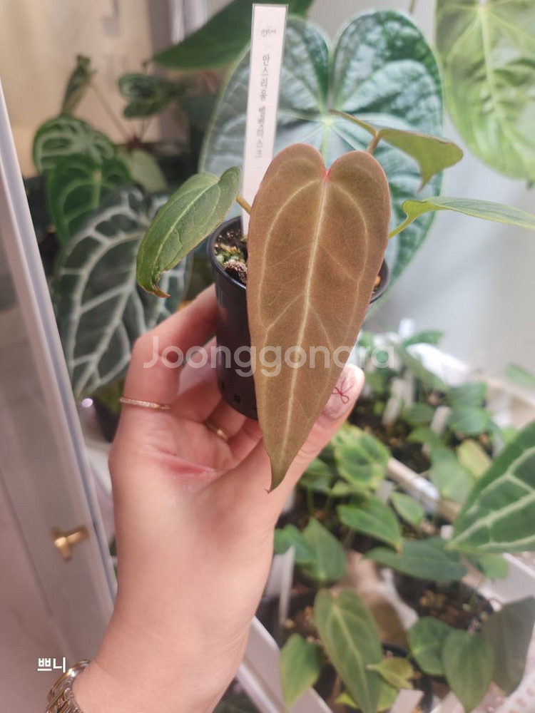 [특가]안스리움 벨벳마스크(랜덤)--4