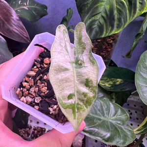 알로카시아 푸세이도 산데리아나 핑크 (안스,호야x)