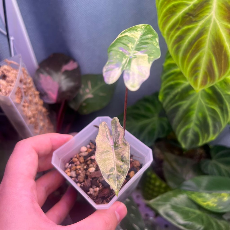 알로카시아 푸세이도 산데리아나 핑크 (안스,호야x)--2