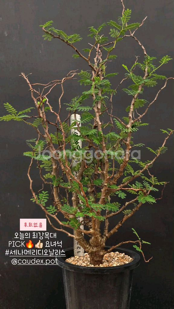 세나 메리디오날리스 (아프리카식물/코덱스)--0