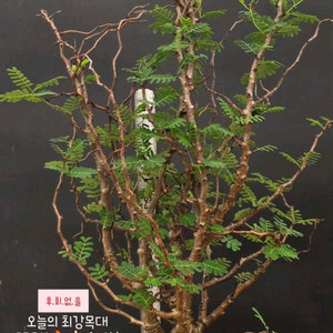 세나 메리디오날리스 (아프리카식물/코덱스)