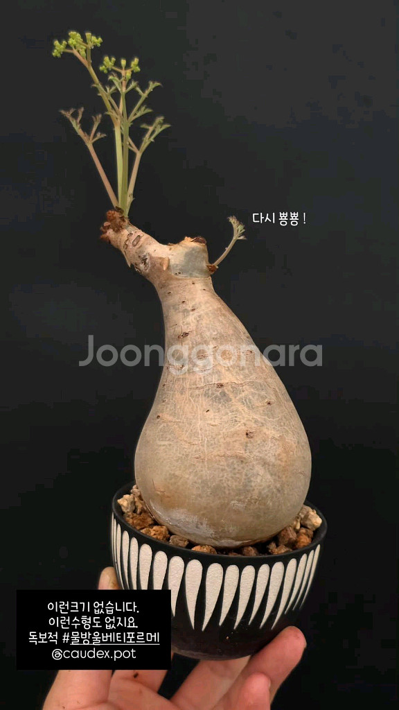 크기수형대박 소마리아 베티포르메 스몰맆 아프리카식물--0