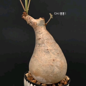 크기수형대박 소마리아 베티포르메 스몰맆 아프리카식물