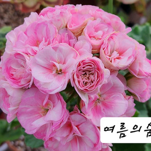 여름의숨결