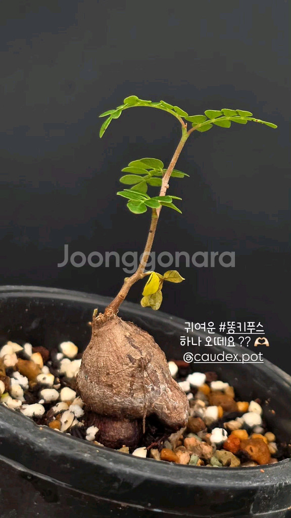 파키푸스 똥키푸스 이쁜아이 선착순 (아프리카식물/코덱스--0