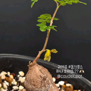 파키푸스 똥키푸스 이쁜아이 선착순 (아프리카식물/코덱스