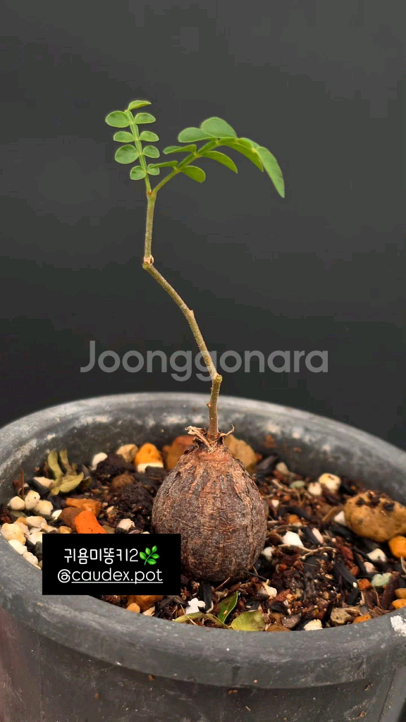 파키푸스 똥키푸스 이쁜아이 선착순 (아프리카식물/코덱스--1