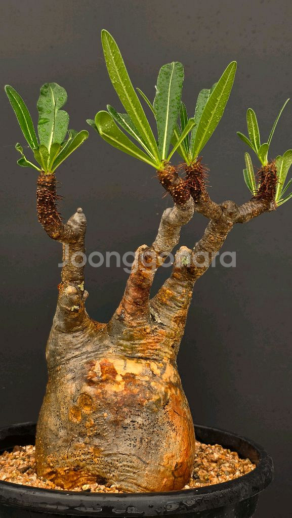 야생 그락실리우스 적극추천 (아프리카식물/코덱스)--0