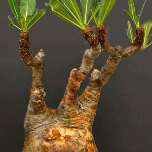 야생 그락실리우스 적극추천 (아프리카식물/코덱스)