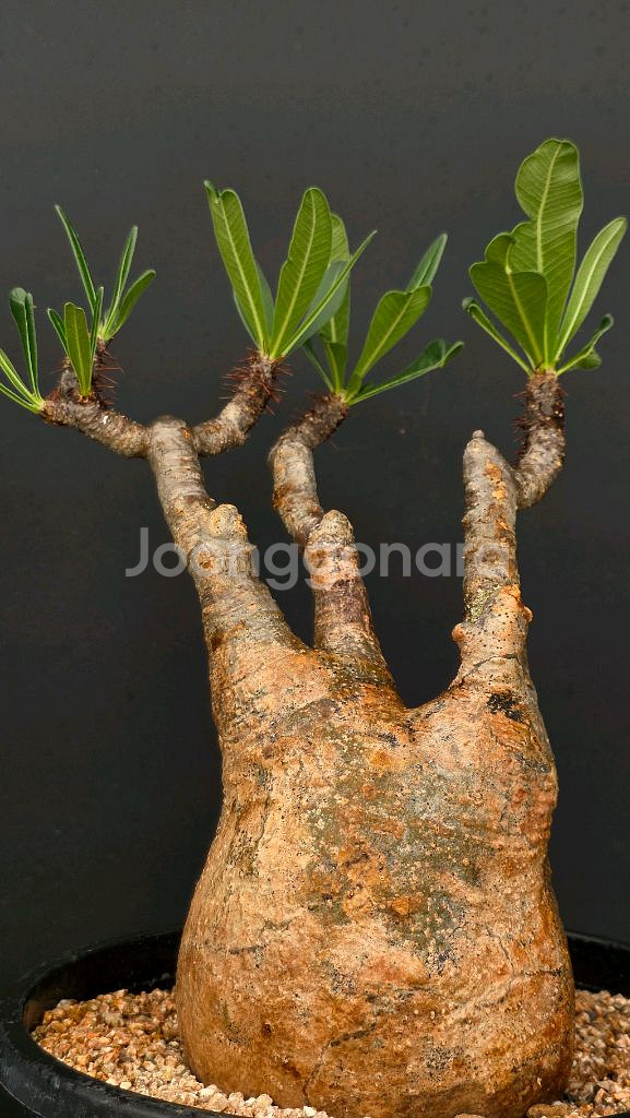 야생 그락실리우스 적극추천 (아프리카식물/코덱스)--1