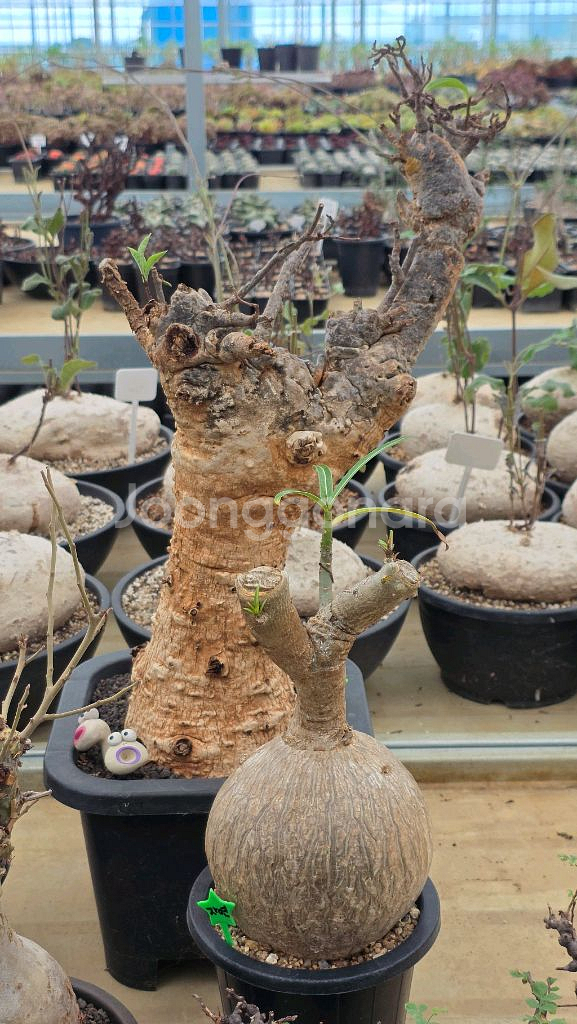 아끼는 완똥 소말렌스 (아프리카식물/코덱스)--0