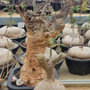 아끼는 완똥 소말렌스 (아프리카식물/코덱스)