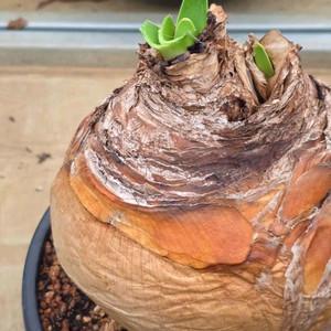 귀한 쌍두 부파네 헤만소이데스 (아프리카식물/코덱스)