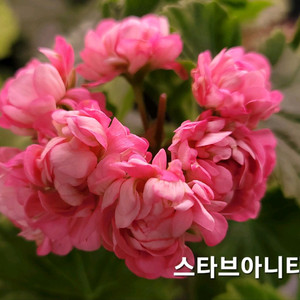 스타브아니타 제라늄