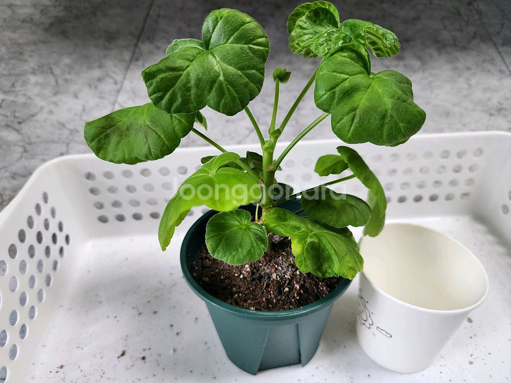 분홍연지 제라늄--1