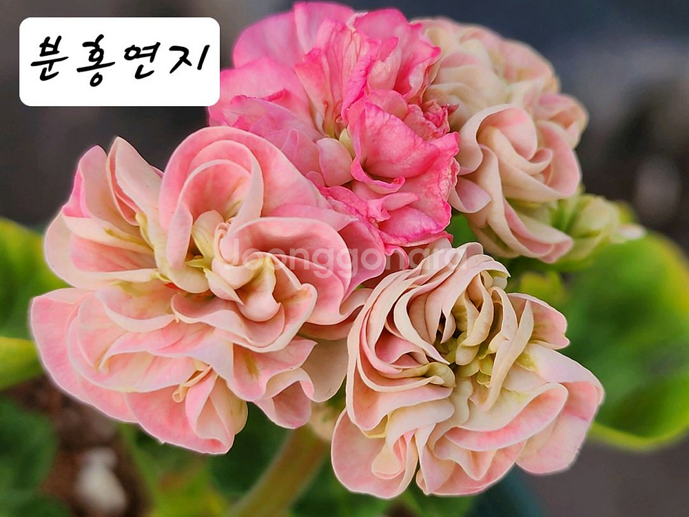 분홍연지 제라늄--0