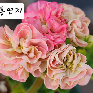 분홍연지 제라늄