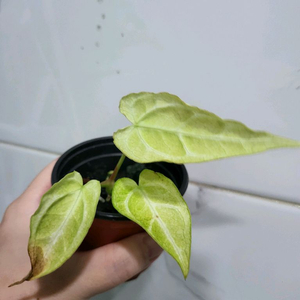 크리스탈리넘민트
