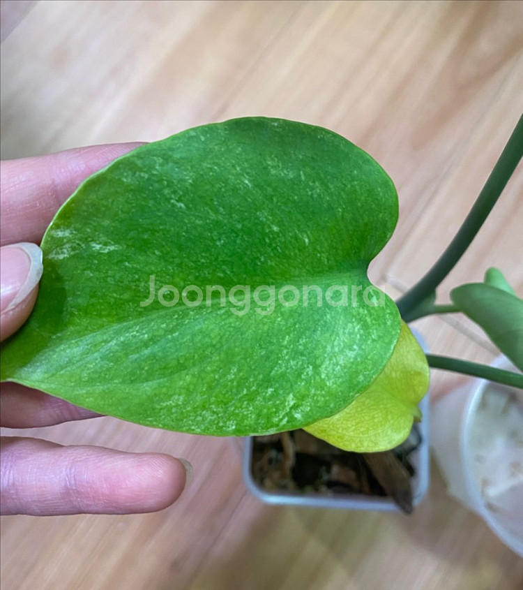 몬스테라 민트 sp (델리시오사)--2