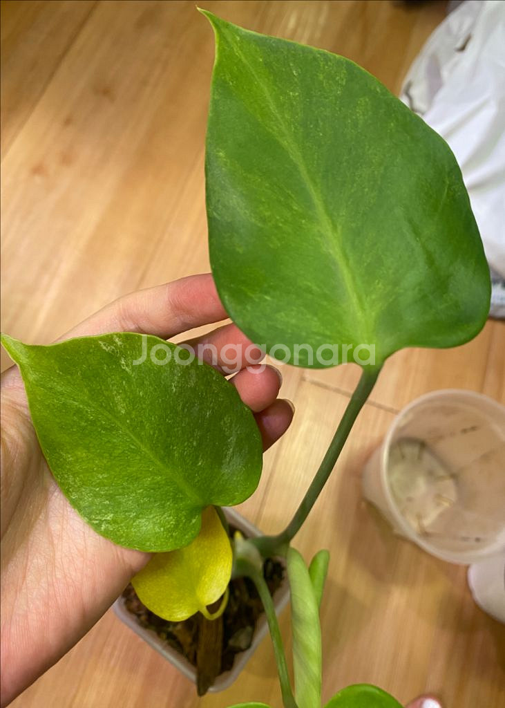 몬스테라 민트 sp (델리시오사)--3